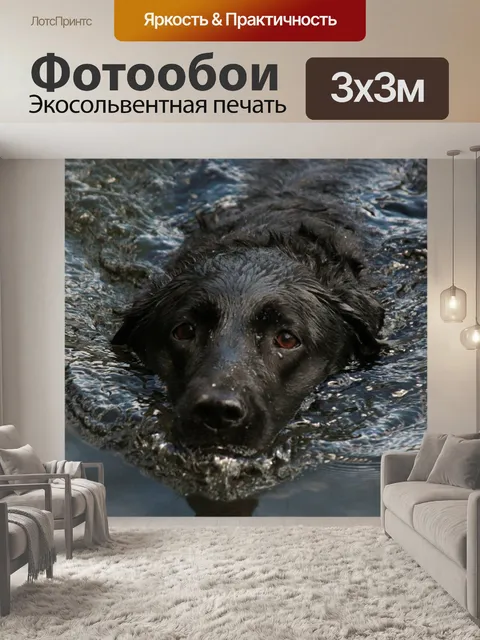 Фотообои Собака