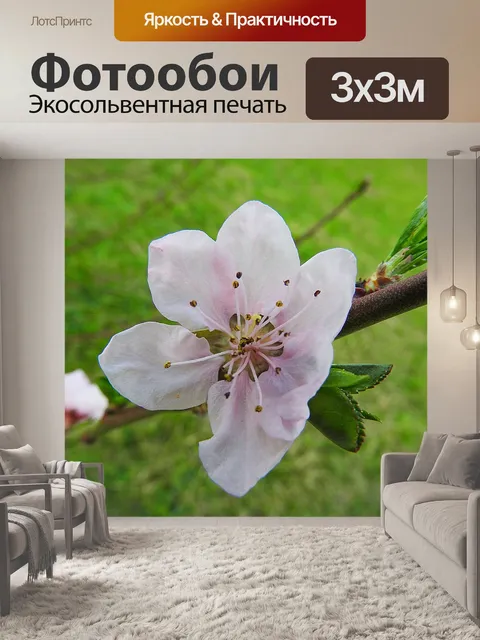 Фотообои Цветение персика