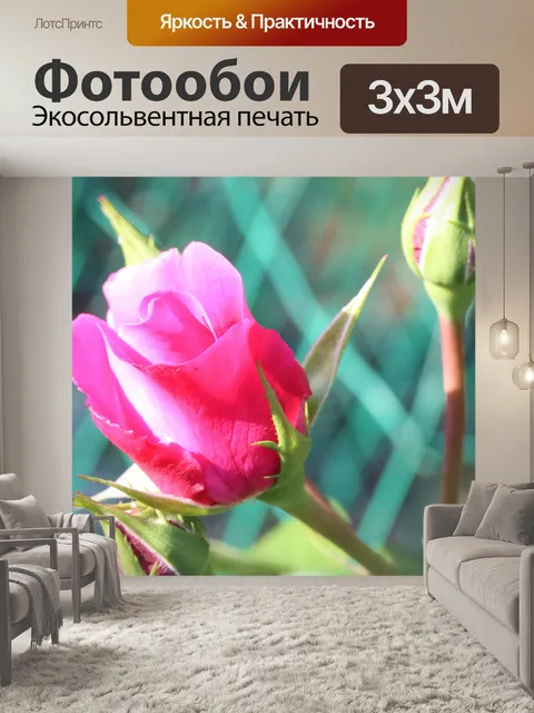 Фотообои бутон розовой розы на кусте роз