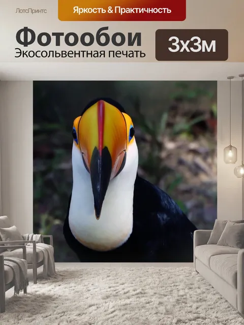 Фотообои Тукан