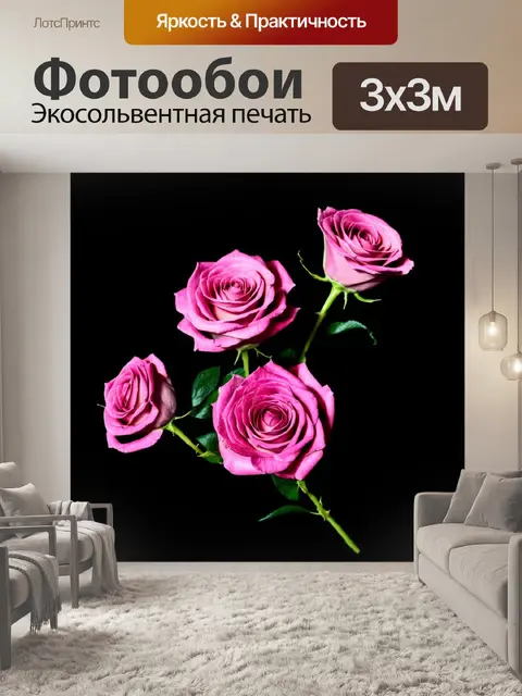 Фотообои изолированная стеблевая композиция розовых роз, представленных на темном фоне, создавая контраст