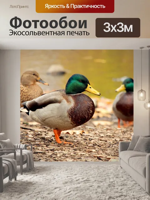 Фотообои Утки на берегу озера