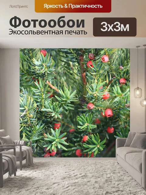 Фотообои Ель