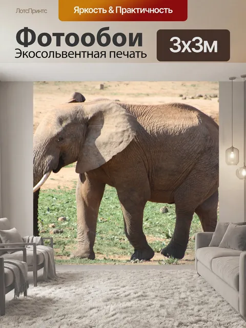Фотообои Слон