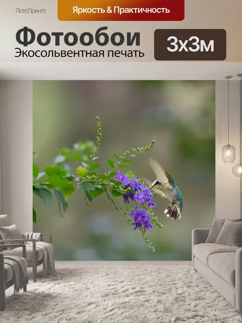 Фотообои Колибри