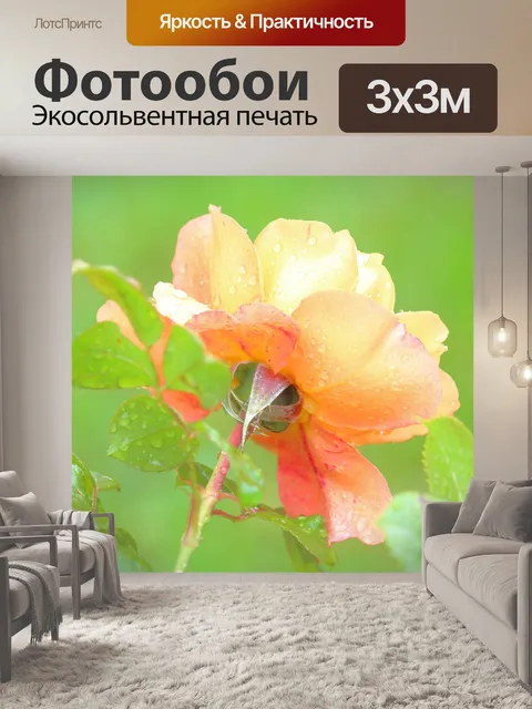 Фотообои Плетистая роза