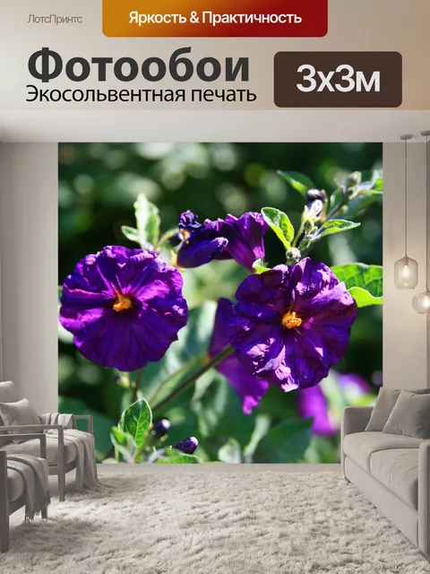 Фотообои Буш картофеля цветок
