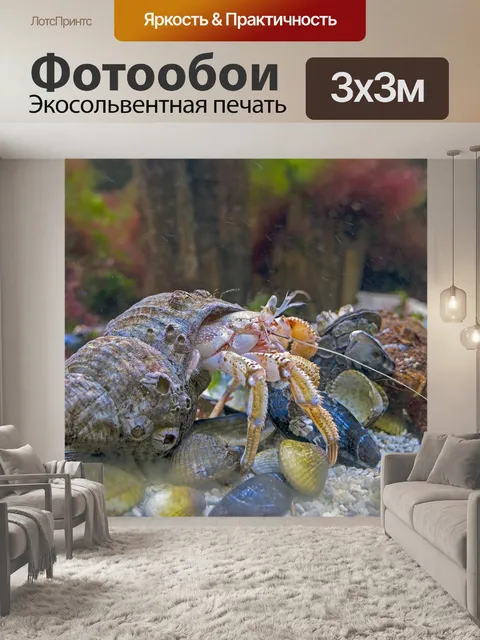 Фотообои Рак отшельник