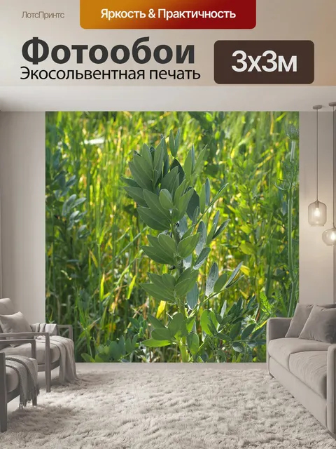 Фотообои Семейство молочая