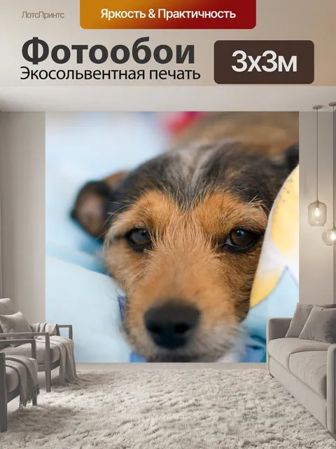 Фотообои Собака
