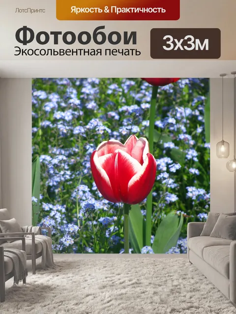 Фотообои Тюльпан