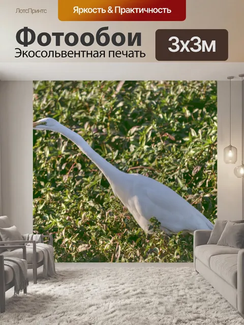 Фотообои Большая белая цапля