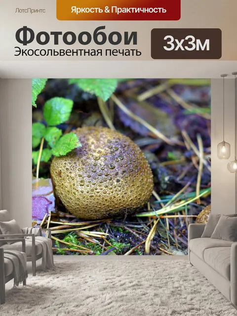 Фотообои Дождевик