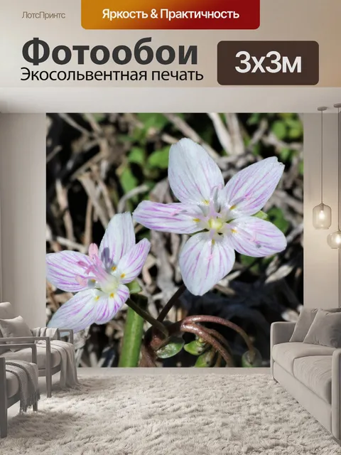 Фотообои Вирджиния Весенняя красота Полевые цветы