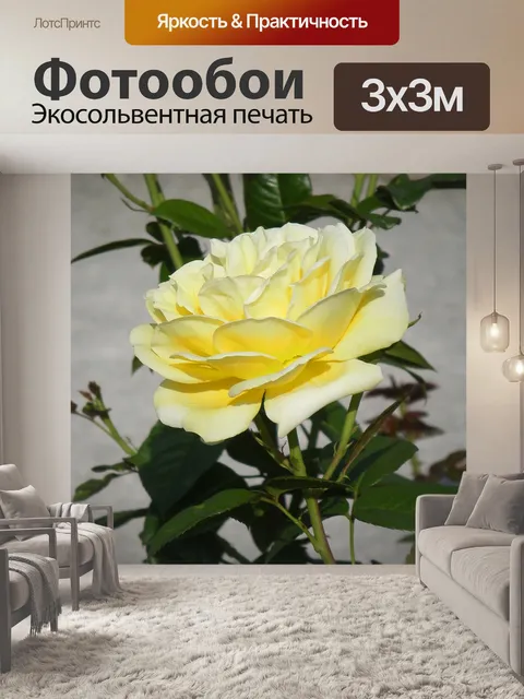 Фотообои Бледно желтой розы