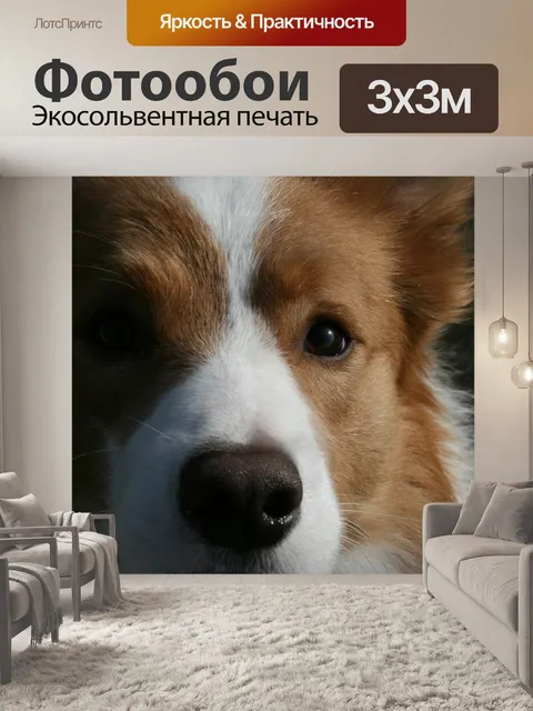 Фотообои Бордер-колли