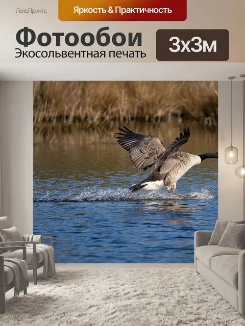 Фотообои Канадский гусь