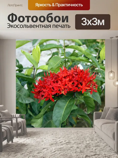 Фотообои Красные цветы