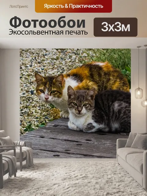 Фотообои Кошки