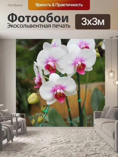 Фотообои Орхидея