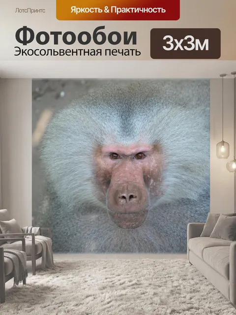 Фотообои Обезьяны, бабуины 13