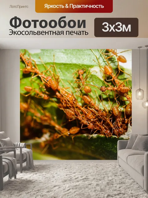 Фотообои Красные муравьи