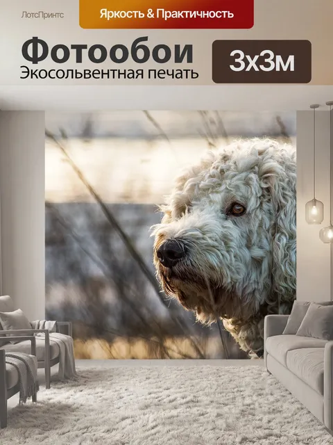 Фотообои Goldendoodle