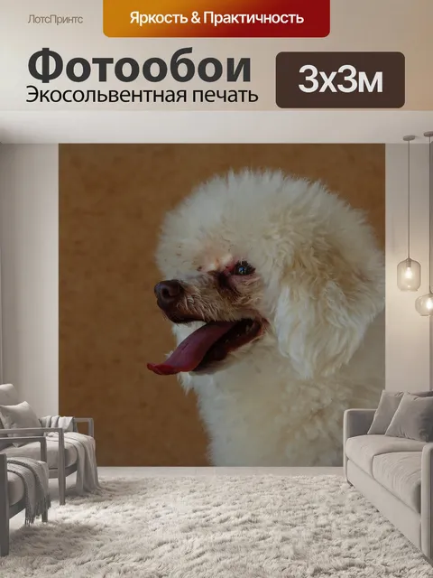 Фотообои Пудель