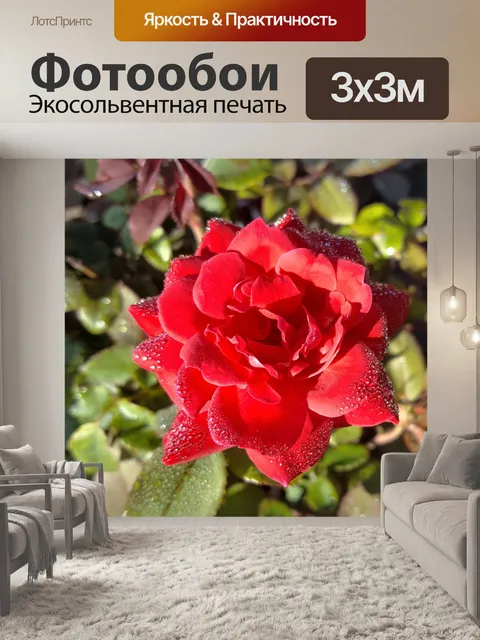 Фотообои Красная роза, покрытая росой