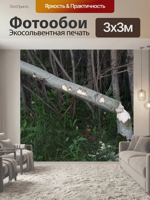 Фотообои Дерево, вырубленное бобром