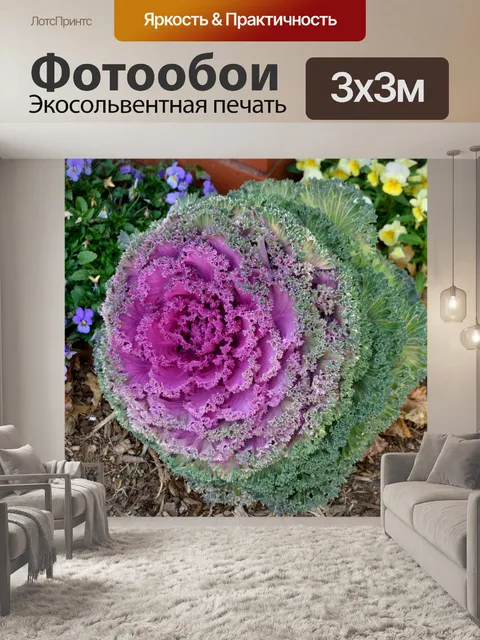 Фотообои Листовая капуста
