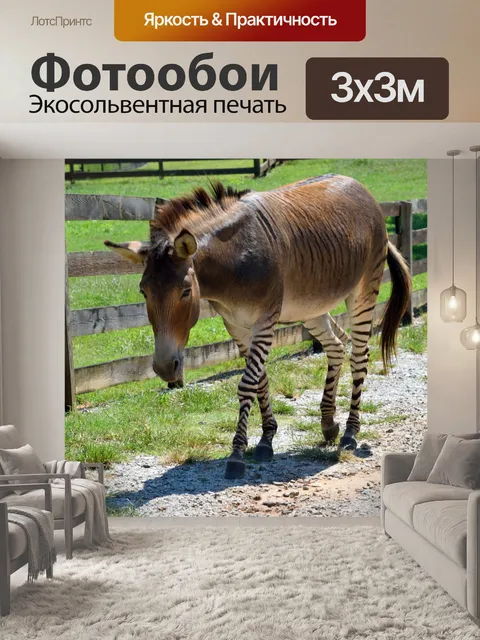Фотообои Zonkey Backgkround
