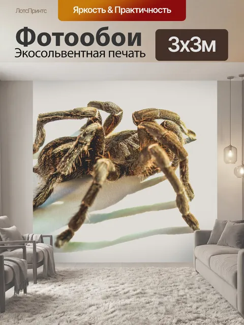 Фотообои тарантул паук