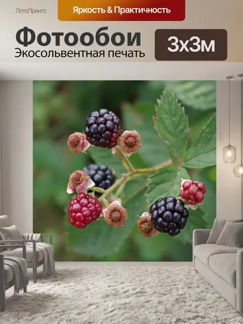 Фотообои Ежевика
