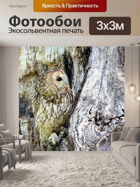 Фотообои Сова