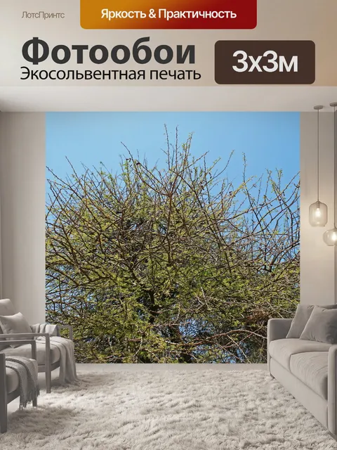 Фотообои верхушка акации