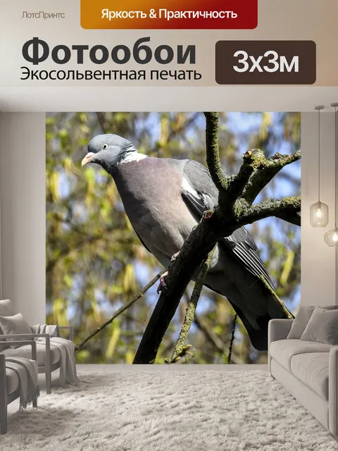 Фотообои Голубь
