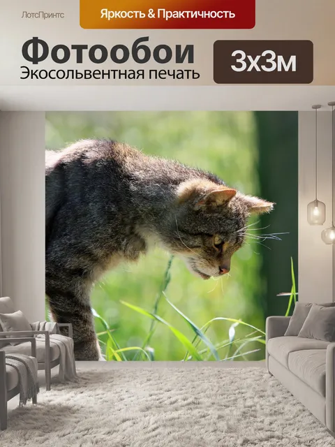 Фотообои Любопытный кот
