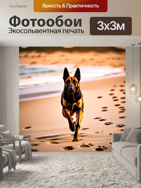 Фотообои бельгийская овчарка малинуа, весело бегущая по песчаному пляжу, оставляя за собой следы на влажном песке
