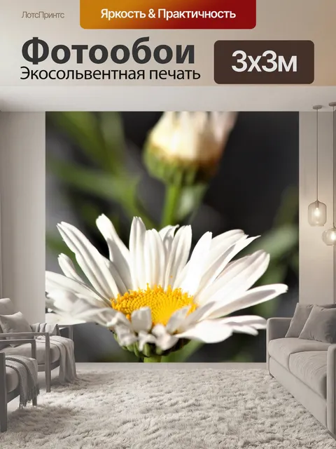 Фотообои Две цветы Шаста Дейзи