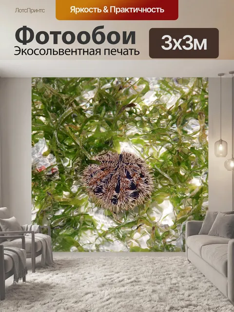 Фотообои Морские ежи