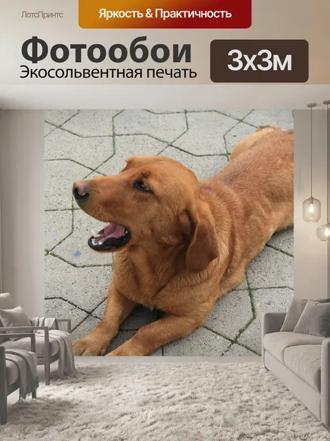 Фотообои Собака