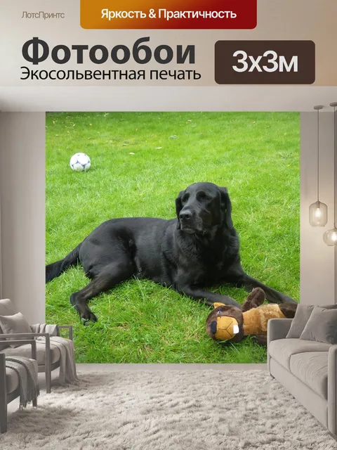 Фотообои собака с его игрушкой