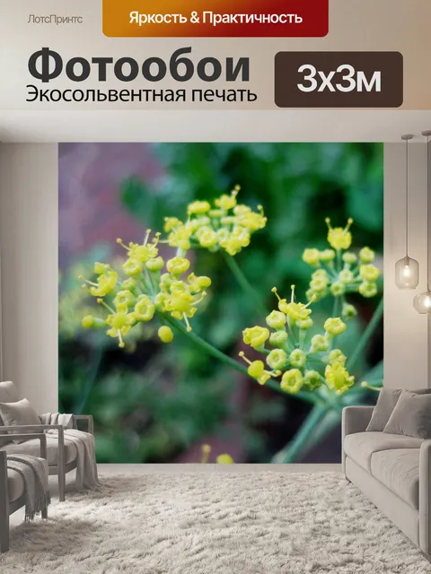 Фотообои Фенхель цветочки