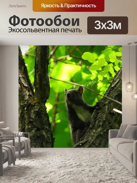 Фотообои Белка