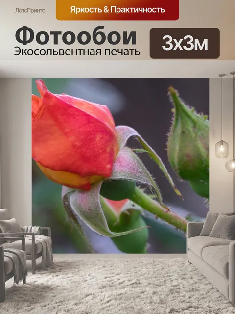 Фотообои Роуз