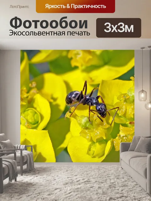 Фотообои Маленький черный муравей