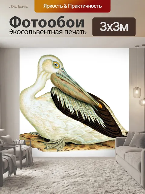 Фотообои Австралийский пеликан