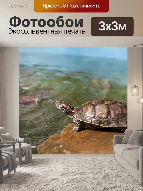 Фотообои Turtle