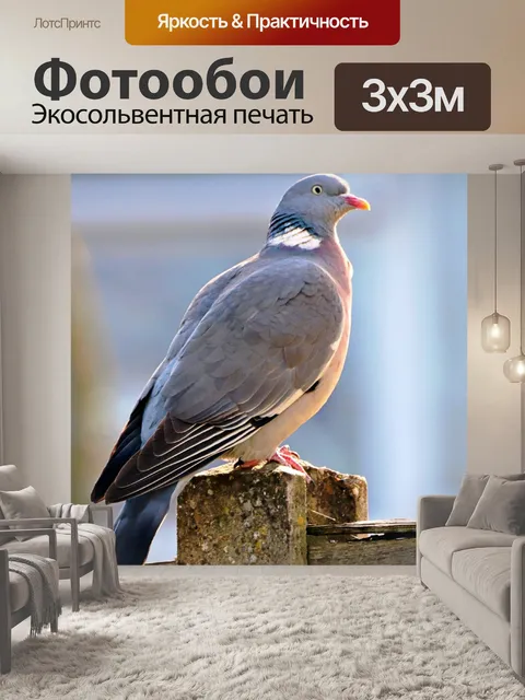 Фотообои лесной голубь